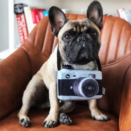 New Pet Products 2020 Pet Plush Toy Dog Camera Photo Props For Pet www.gmtpet.ltd
